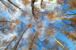 Birch trees. Low angle. photo