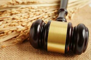 Judge gavel hammer with good grain rice from agriculture farm. Law and justice court concept. photo