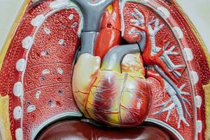 Heart human anatomy model for study education medical course. photo