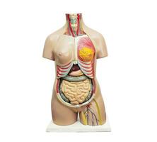 Human body anatomy organ model isolated on white background with clipping path for study education medical course. photo