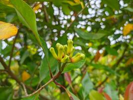 de cerca foto de clavos de olor en el árbol