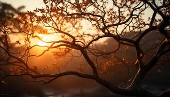 tranquilo escena puesta de sol ilumina oscuro bosque, naturaleza belleza en otoño generado por ai foto