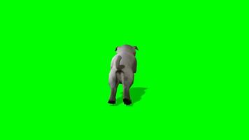hond chroma sleutel, terug visie van hond rennen groen scherm animatie video