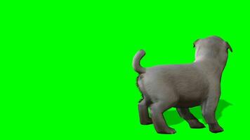 hond chroma sleutel, hond spelen groen scherm animatie video