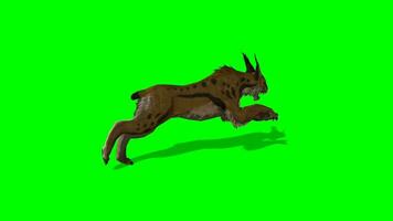 lynx chroma key, side view of lynx running green screen animation video