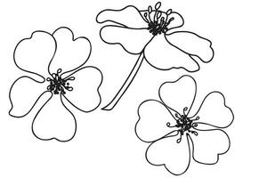 The Potentilla flower is painted with a black outline, it is intended for cards, printouts, March 8, Valentine's Day, tattoos and other occasions. vector