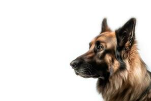 Close-up of German Shepherd Dog, 10 years old, in front of white background, Generative AI content, photo