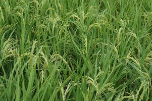 Young green rice field on plant.An organic asian rice farm photo