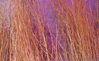 A lot of dry twigs colorful. It make dye pink and violet color for background, wallpaper and backdrop. photo