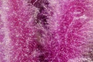 A lot of dry twigs colorful. It make dye pink and violet color for background, wallpaper and backdrop . photo
