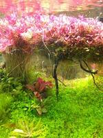 The fish tank decoration scenery The underwater plants and trees photo