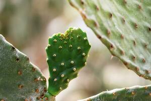 Cactus in park at sunlight. photo