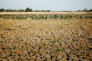 Arid soil in countryside. photo