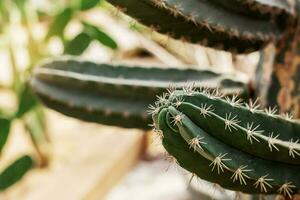 cactus con agudo y peligroso. foto