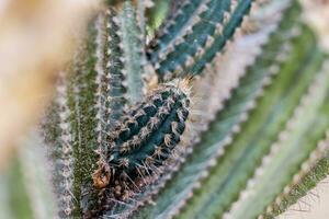 cactus de espiga. foto