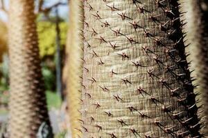 The sharp spikes of trees. photo