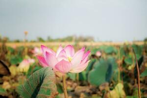 Pink lotus at sunlight. photo