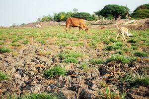 Grass on arid soil and cow. photo