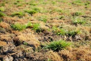 césped en árido suelo de campo. foto