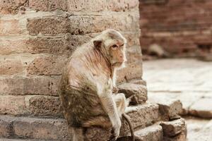 Monkey on brick. photo