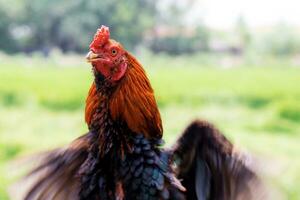 pollo es extensión sus alas. foto