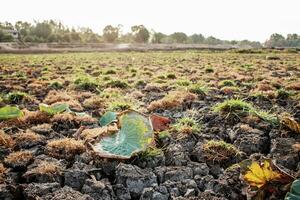 Lotus leaves on arid soil. photo