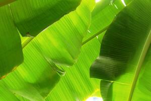 Banana leaves with texture. photo