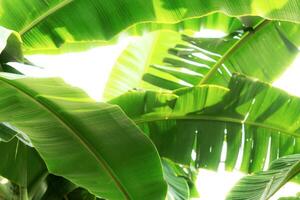 Banana leaves on tree. photo