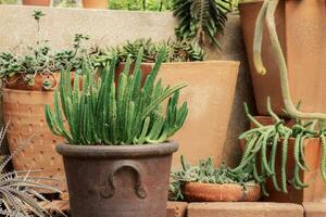 Cactus on pot. photo