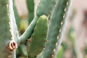 Cactus with a daytime. photo