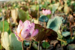 Pink lotus of dries. photo