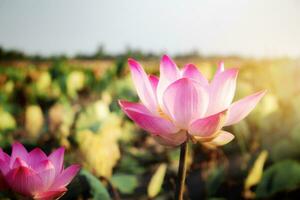 rosado loto con hermosa. foto