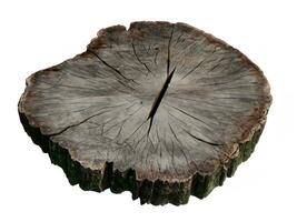 wood tree cut from cut tree trunk isolated on white background photo