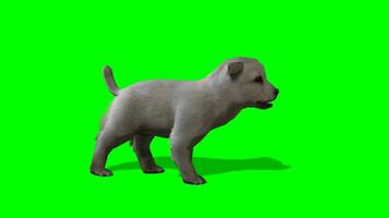 hond chroma sleutel, kant visie van hond wandelen groen scherm animatie video