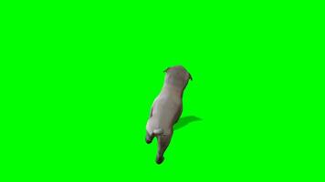 hond chroma sleutel, top visie van hond wandelen groen scherm animatie video