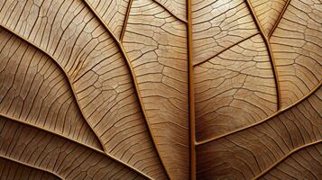 Close up texture leaf structure macro photography, abstract texture, Generative AI illustration photo