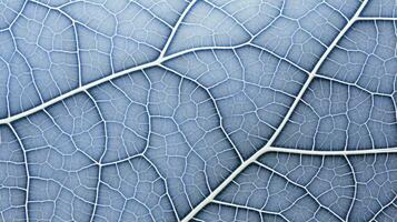 Close up texture leaf structure macro photography, abstract texture, Generative AI illustration photo