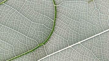 Close up texture leaf structure macro photography, abstract texture, Generative AI illustration photo