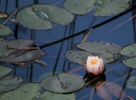 Lily flower in a pond photo