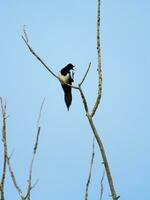 Magpie singing on a branch photo