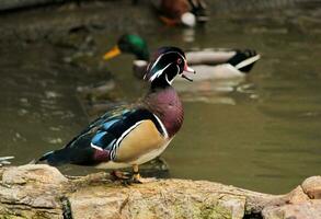 Wood duck on rocks photo