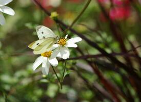 White butterfly and flower photo