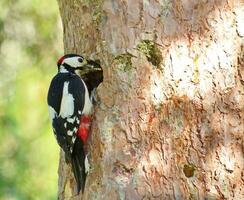 Hairy woodpecker on a trunk with hole photo