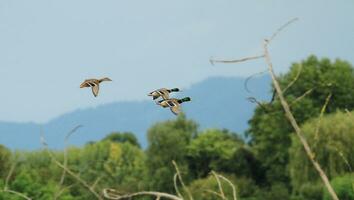 Mallard ducks flying photo