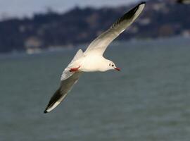 Seagull flying near coastline photo