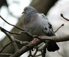 Grey city pigeon photo