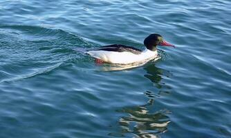 Goosander male duck photo