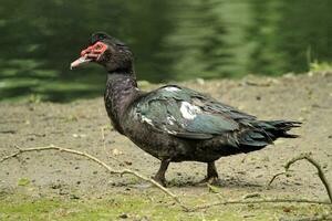 Black muscovy duck, cairina moschata photo