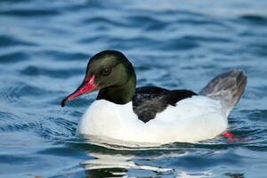 Male common merganser or goosander photo