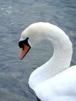 cisne en lago de Ginebra, Suiza foto